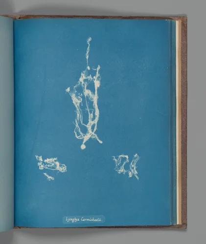 Lyngbya Carmichælii by Anna Atkins, photograph, 1851-1855