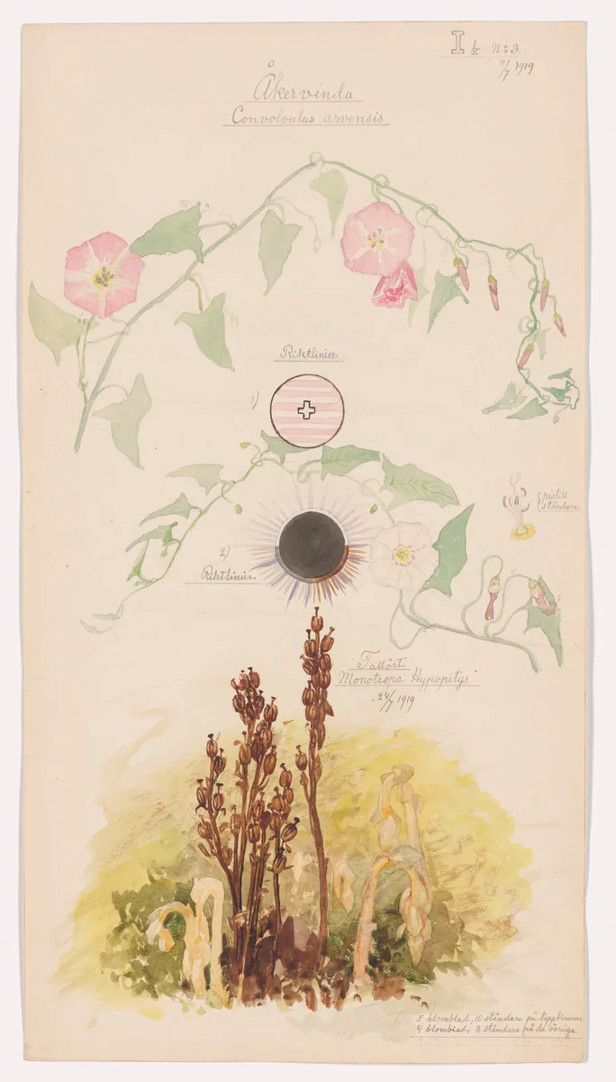 Convolvulus arvensis (Field Bindweed), Monotropa hypopitys (Pinesap). Sheet 20 from the portfolio Nature Studies by Hilma af Klint, drawing, 1919