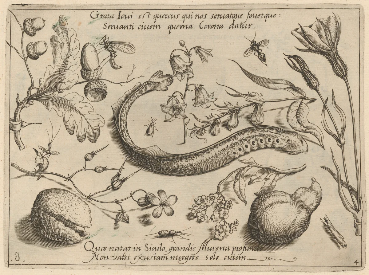 Archetypa studiaque patris Georgii Hoefnagelii [Part 4, Plate 8] by Jacob Hoefnagel; Joris Hoefnagel, print, 1592