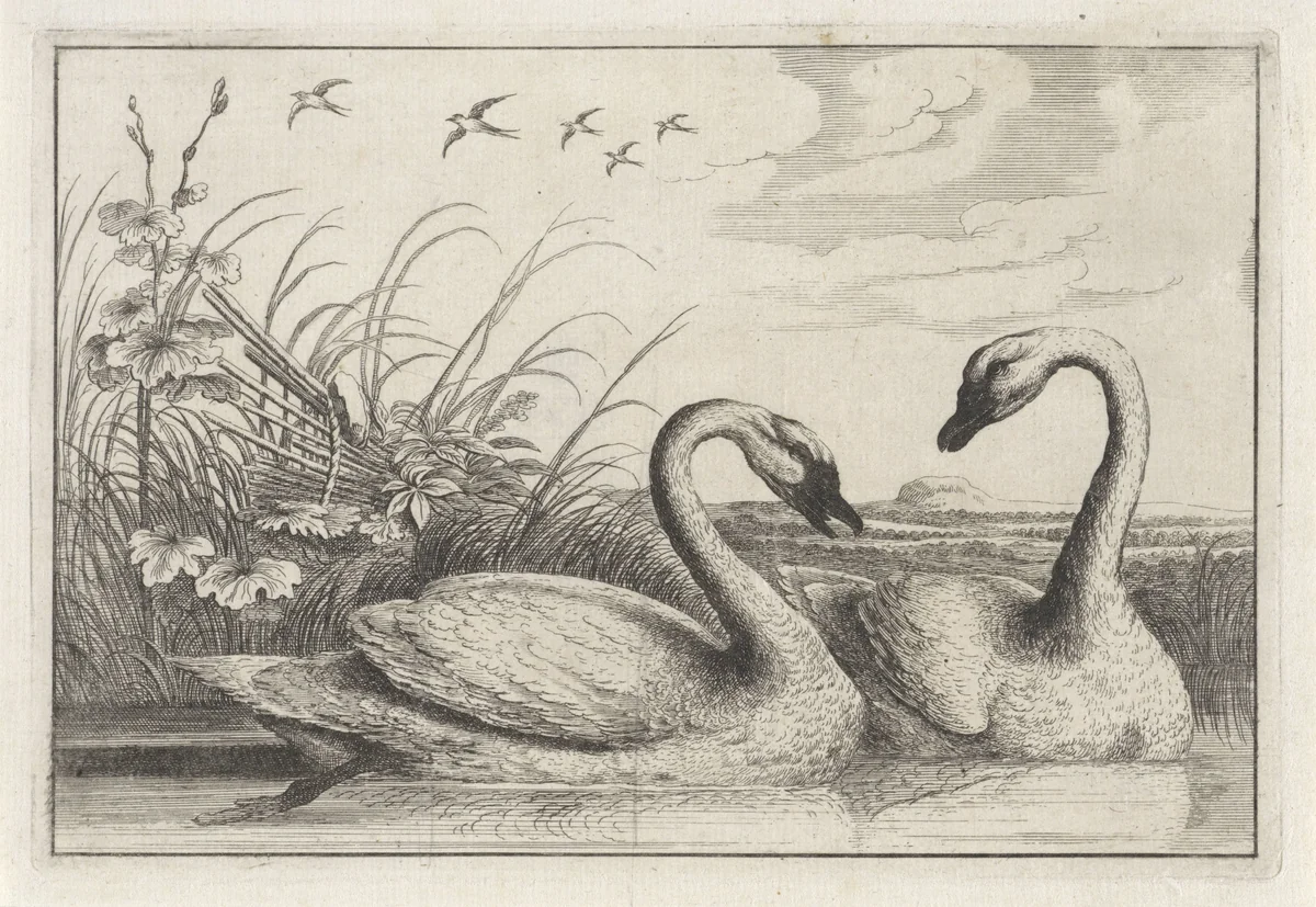 Twee zwanen by anonymous, print, 1654-1712