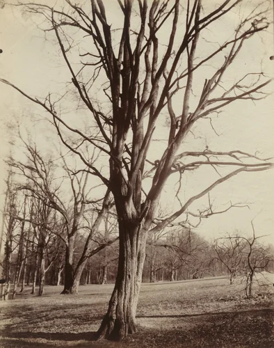 Hêtre by Eugène Atget, photograph, 1922