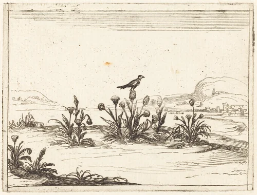 Bird Perched on a Thistle by Jacques Callot, print, 1628