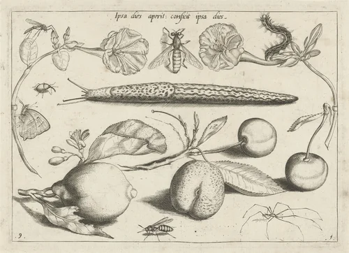 Dieren, planten en vruchten rond een slak by Jacob Hoefnagel, print, 1592