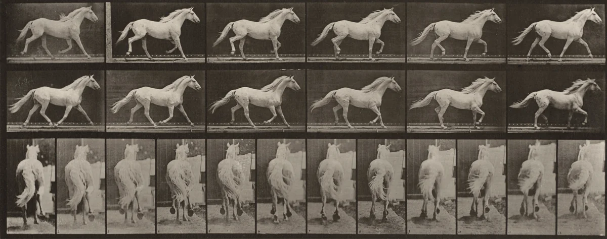 Plate Number 596. "Eagle" trotting, free by Eadweard Muybridge, photograph, 1887