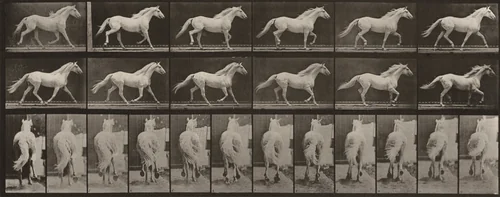 Plate Number 596. "Eagle" trotting, free by Eadweard Muybridge, photograph, 1887