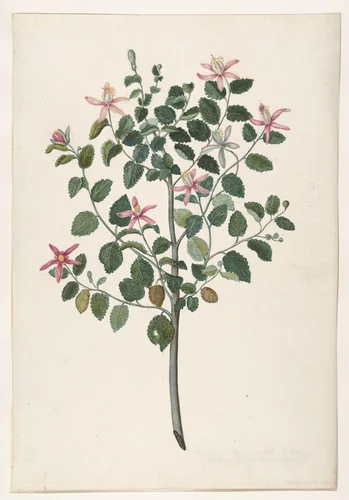 Study of a Plant with Red-Purple Flowers (Sebastiana africana purpurea) by Maria Moninckx, drawing, 1695