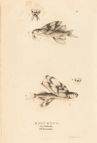 Exocetus by Charles Alexandre Lesueur, print, 1817-1821