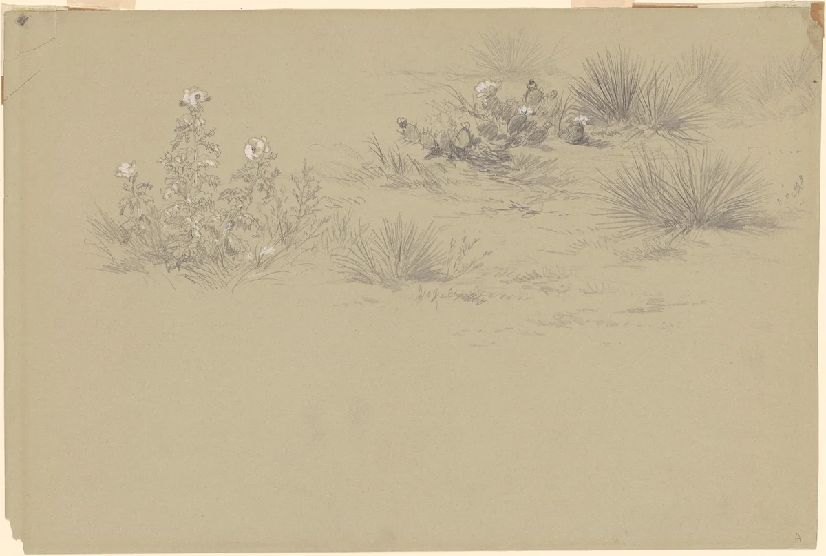 Flowering Bush and Desert Plants by John Frederick Kensett, drawing, 1800-1900