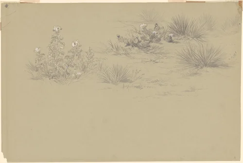 Flowering Bush and Desert Plants by John Frederick Kensett, drawing, 1800-1900