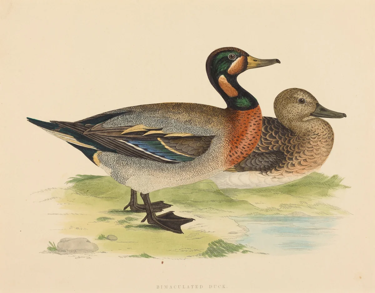 Bimaculated Duck by British 19th Century, print, 1855