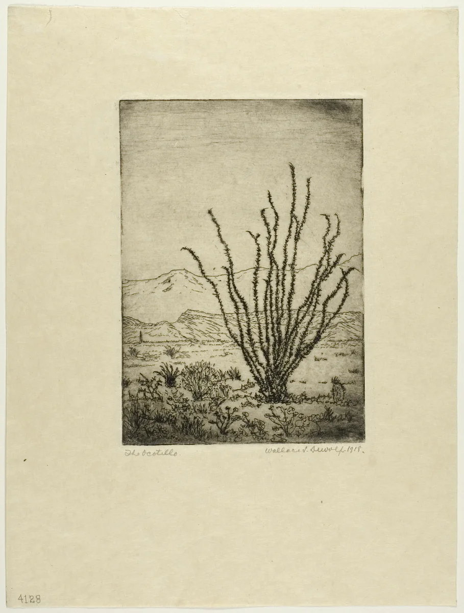 The Ocotillo by Wallace DeWolf, print, 1918