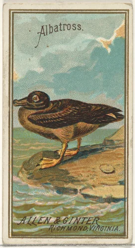 Albatross, from the Birds of America series (N4) for Allen & Ginter Cigarettes Brands by Allen & Ginter, print, 1888