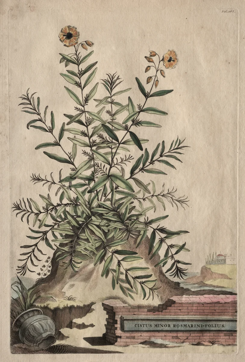 Phytographia Curiosa: Cistus Minor Rosmarini-Folius by Abraham Munting, print, 1651-1683