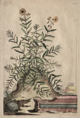 Phytographia Curiosa: Cistus Minor Rosmarini-Folius by Abraham Munting, print, 1651-1683