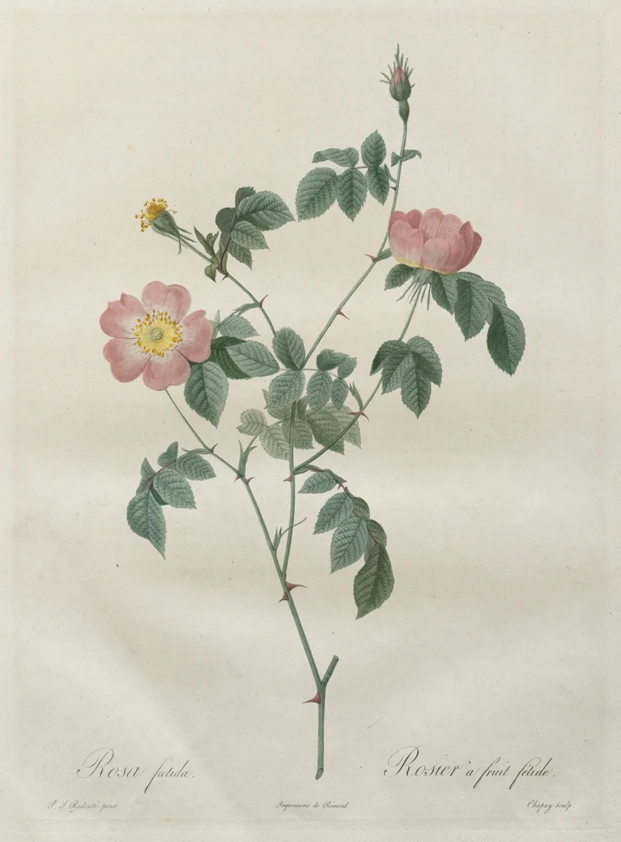 Les Roses: Rosa indica by Henry Joseph Redouté, print, 1817-1924