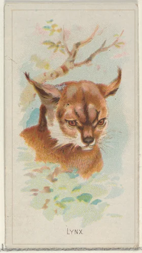 Lynx, from the Wild Animals of the World series (N25) for Allen & Ginter Cigarettes by Allen & Ginter, print, 1888