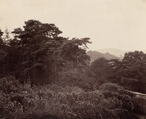 Study of Foliage by Major Francis Gresley, photograph, 1860-1869