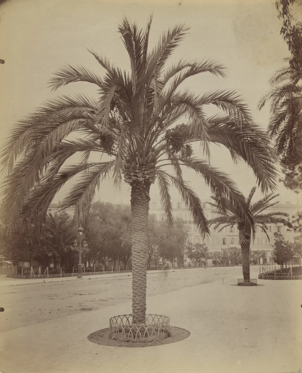 Untitled (Nice, palm tree) by Eugène Atget, photograph, 1900