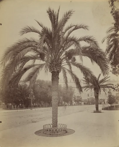 Untitled (Nice, palm tree) by Eugène Atget, photograph, 1900
