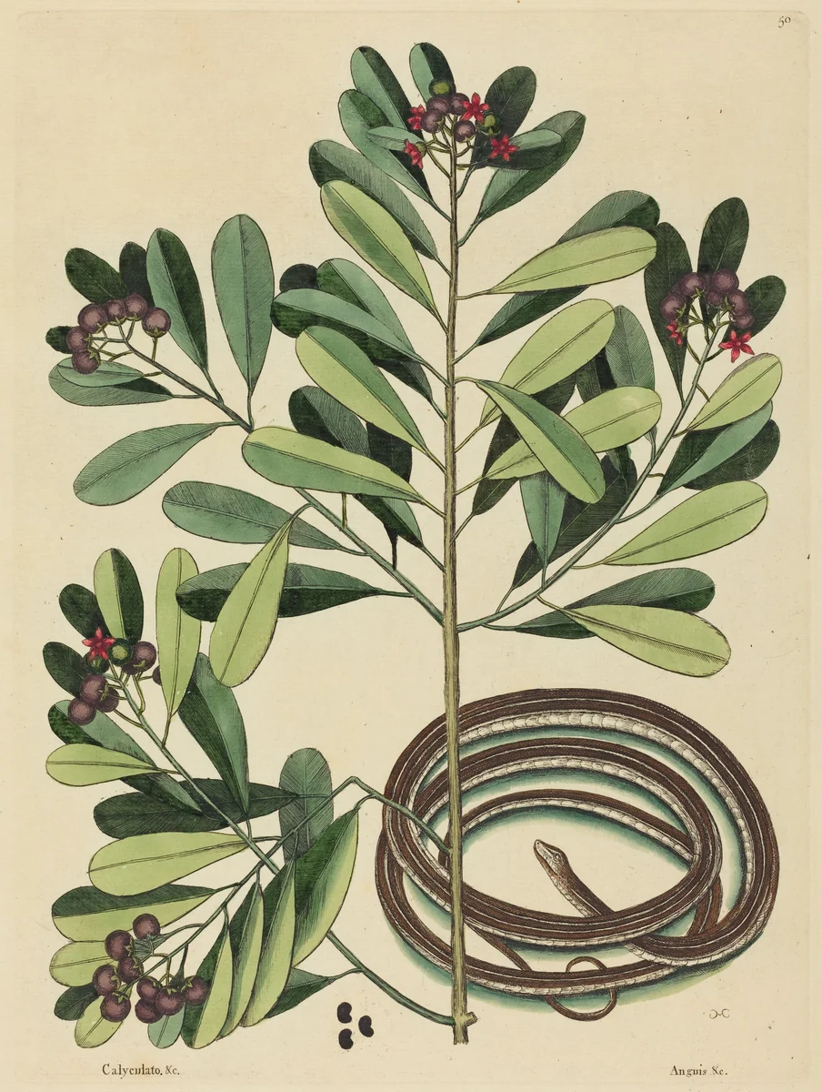 The Ribbon Snake (Coluber saurita) by Mark Catesby, print, 1731-1743