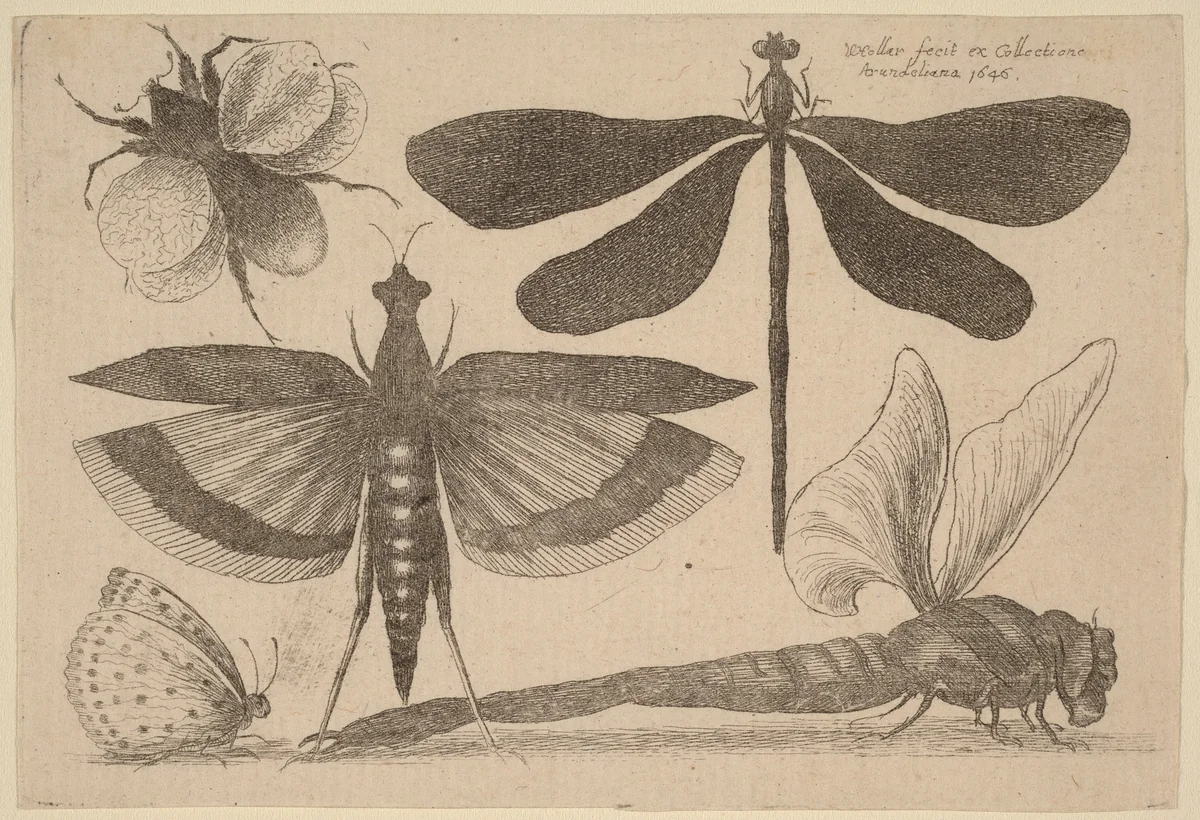 Dragonflies, a Bumble-Bee, and a Butterfly by Wenceslaus Hollar, print, 1646