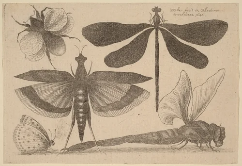 Dragonflies, a Bumble-Bee, and a Butterfly by Wenceslaus Hollar, print, 1646