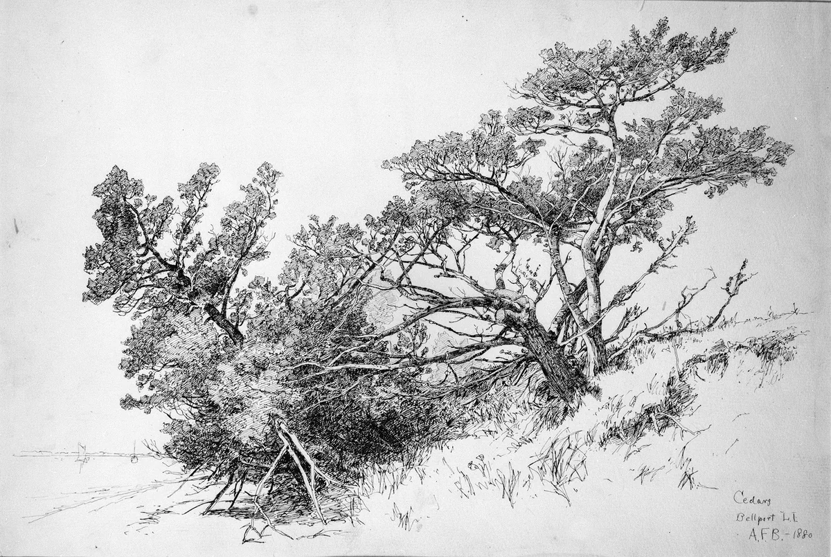 Cedars, Bellport, Long Island by Andrew Fisher Bunner, artwork, 1880