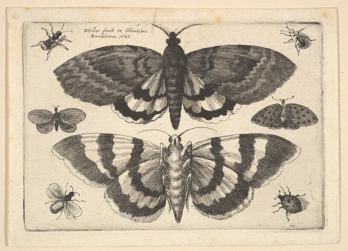 Two moths and six Insects by Wenceslaus Hollar, print, 1645