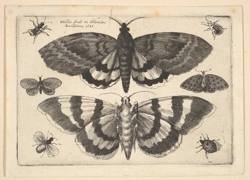 Two moths and six Insects by Wenceslaus Hollar, print, 1645