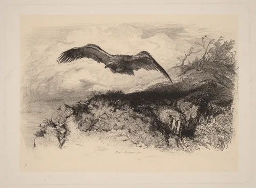 Aigle au vol by Karl Bodmer, print, 1809-1893
