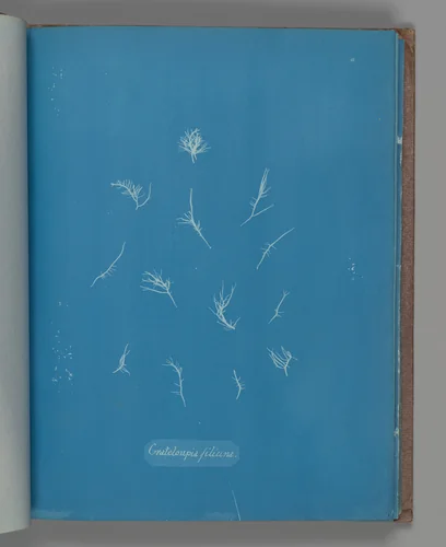 Grateloupia filicina by Anna Atkins, photograph, 1851-1855