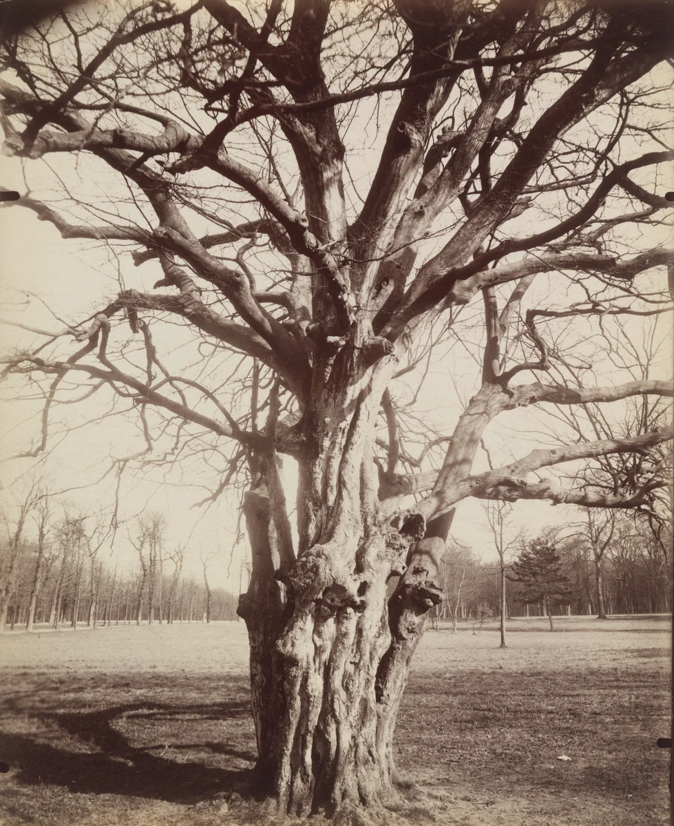 Parc de Saint-Cloud by Eugène Atget, photograph, 1919