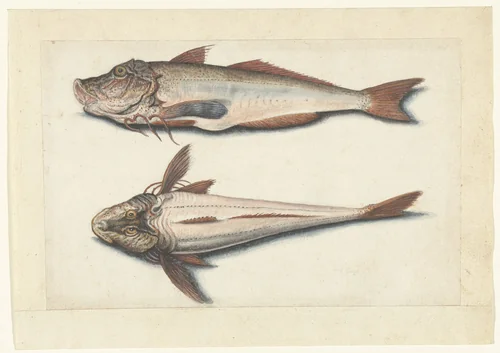 Rode poon by anonymous, drawing, 1560-1585