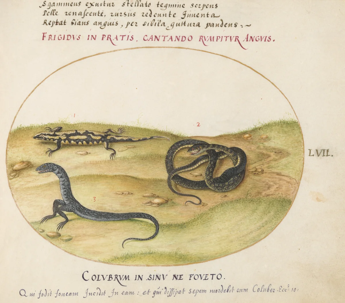 Plate 57: A Snake, a Fire Salamander, and a Snakelike Creature with Two Legs by Joris Hoefnagel, drawing, 1570-1599