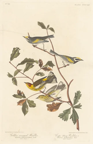 Golden-winged Warbler and Cape May Warbler by Robert Havell, Jr.; John James Audubon, print, 1838