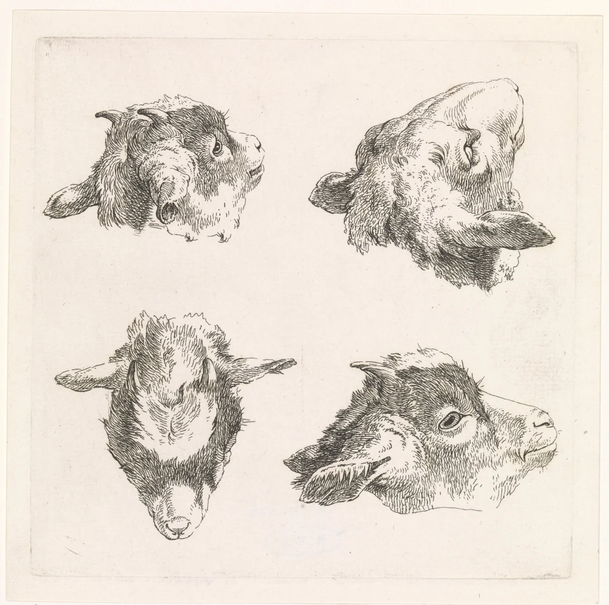 Vier geitenkoppen by Barend Hendrik Thier, print, 1755-1811
