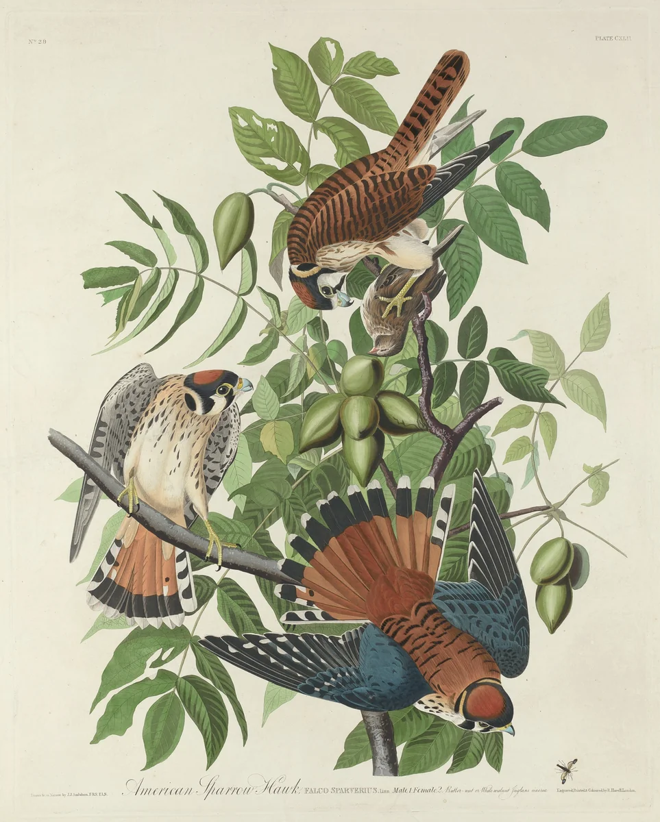 American Sparrow Hawk by Robert Havell, Jr.; John James Audubon, print, 1832