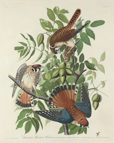American Sparrow Hawk by Robert Havell, Jr.; John James Audubon, print, 1832