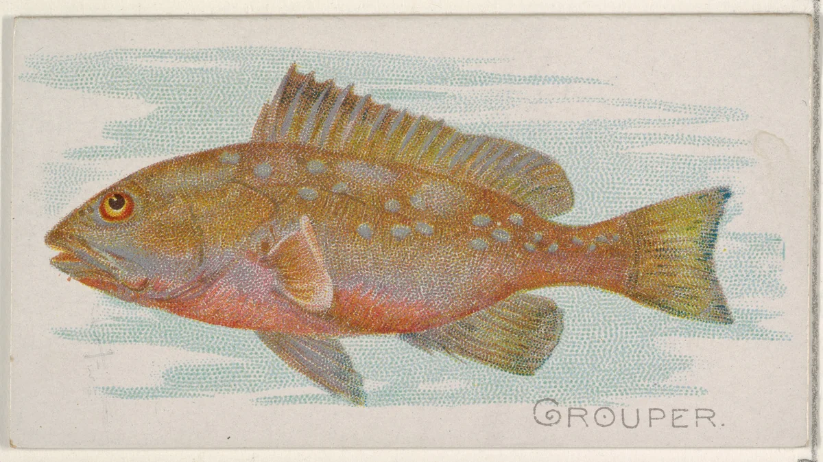 Grouper, from the Fish from American Waters series (N8) for Allen & Ginter Cigarettes Brands by Allen & Ginter, print, 1889