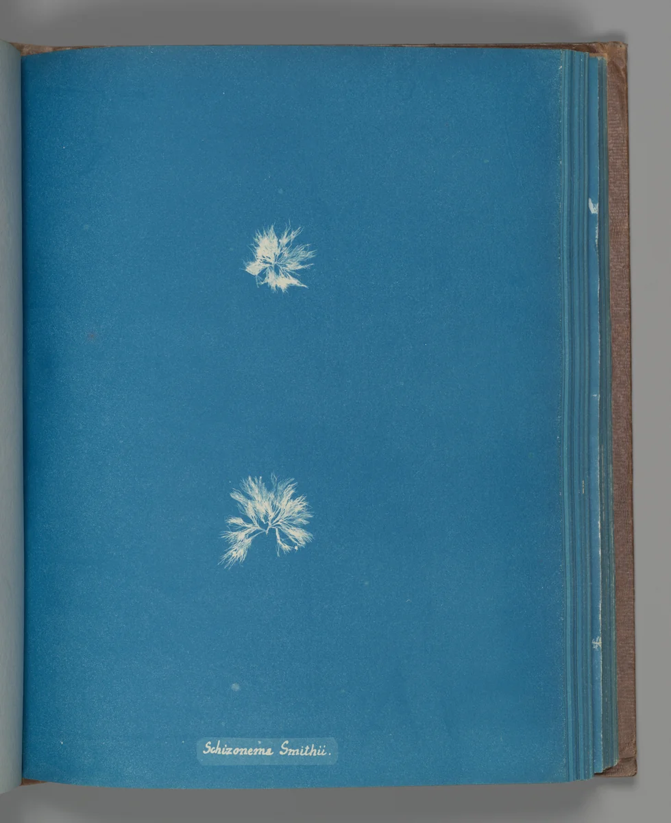 Schizonema Smithii by Anna Atkins, photograph, 1851-1855
