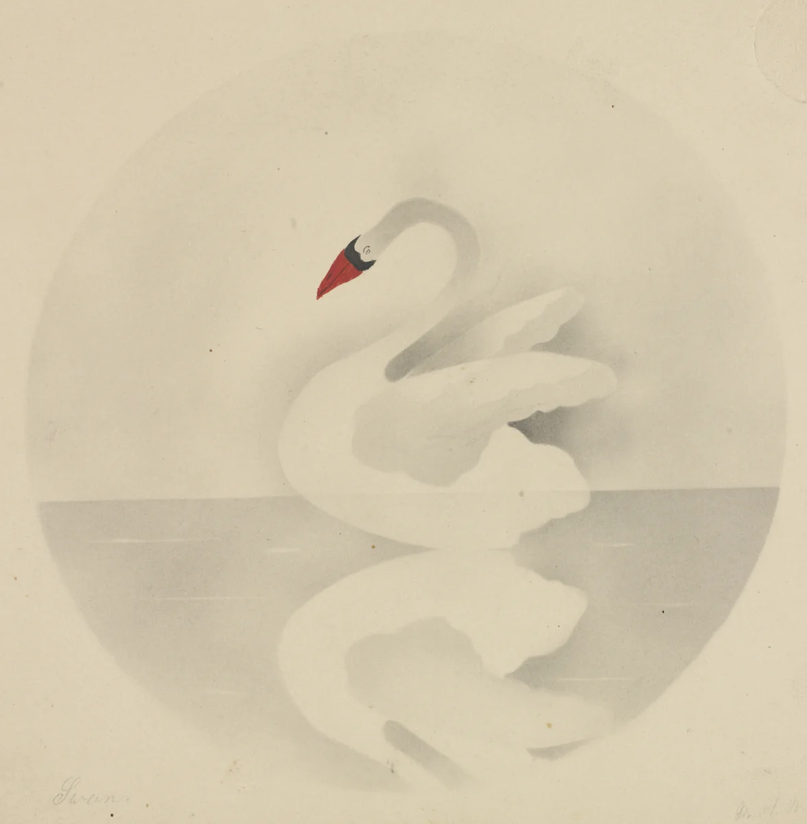 Swan by Mary Altha Nims, drawing, 1840-1899