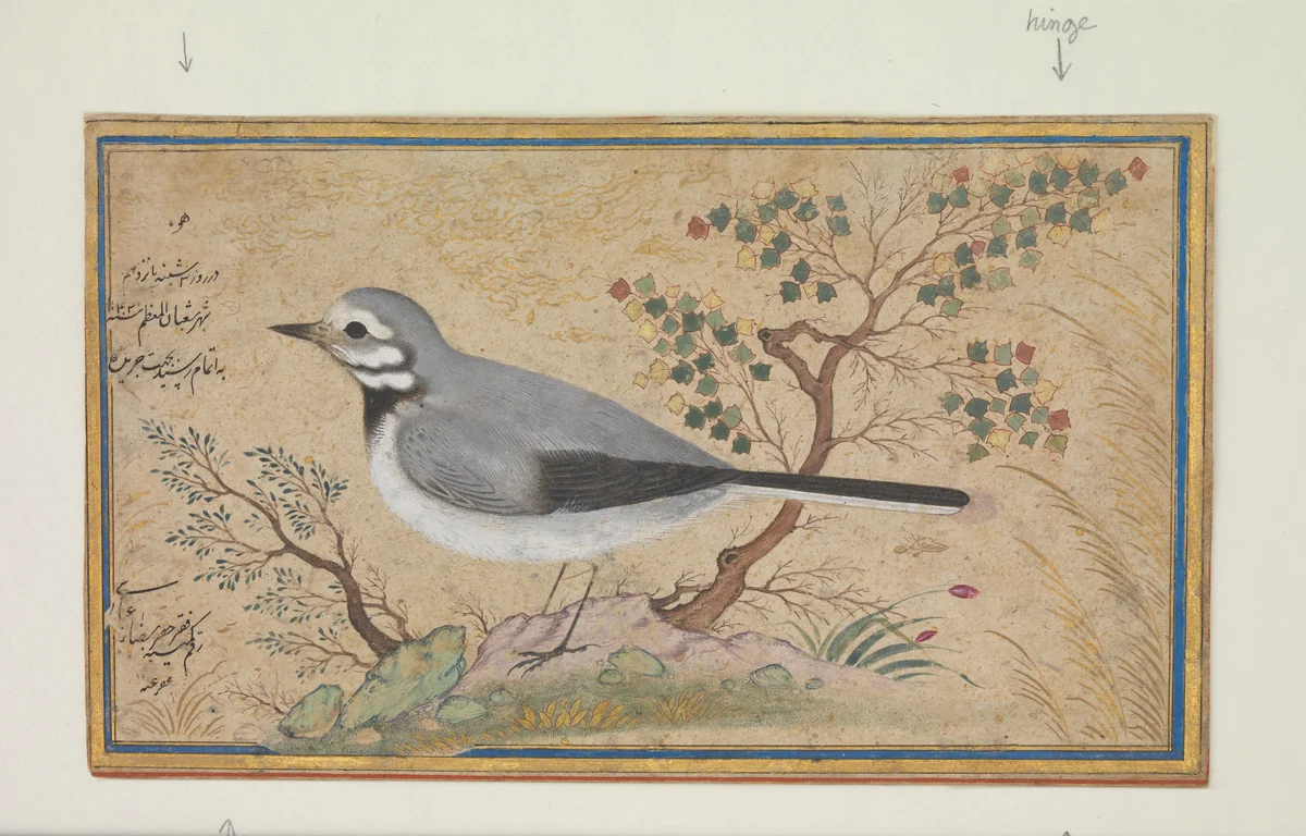 Study of a Bird by Riza-yi Abbasi, manuscript, 1609-1659