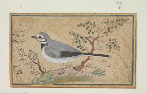 Study of a Bird by Riza-yi Abbasi, manuscript, 1609-1659