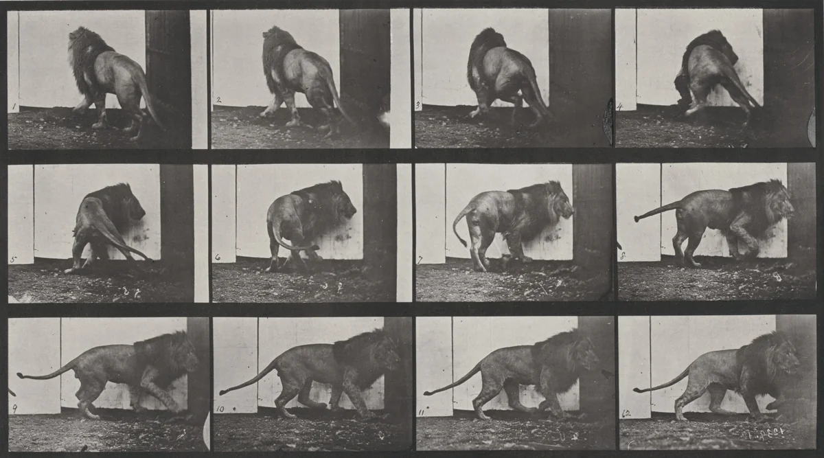 Plate Number 725. Lion walking and turning around by Eadweard Muybridge, photograph, 1887