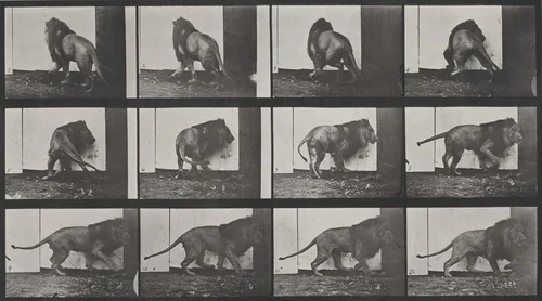 Plate Number 725. Lion walking and turning around by Eadweard Muybridge, photograph, 1887