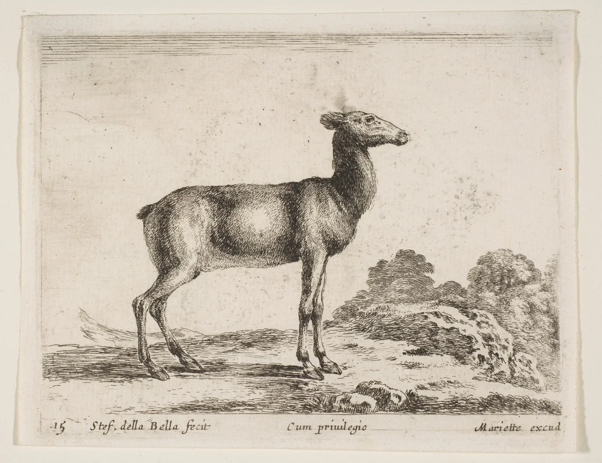 Doe, plate 15 from "Various Animals" (Diversi Animali) by Stefano della Bella, print, 1636-1646