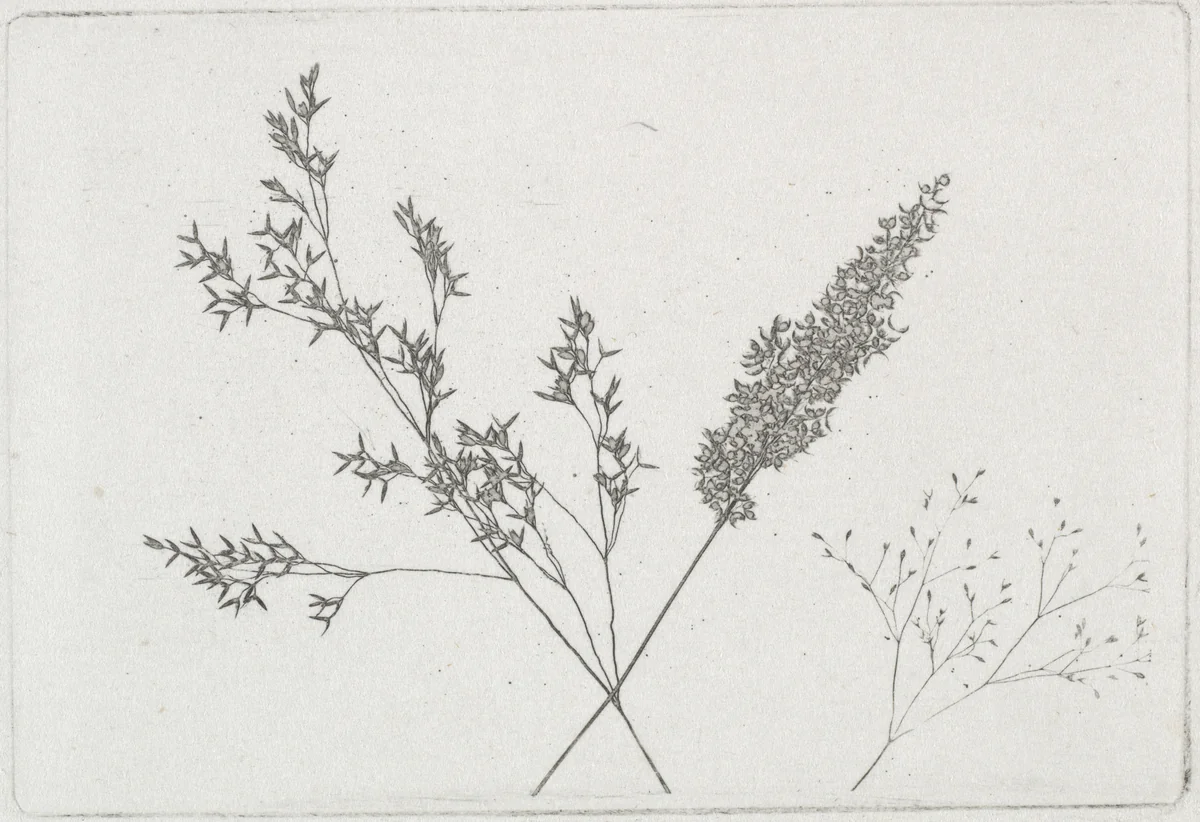 Wheat by William Henry Fox Talbot, photograph, 1854