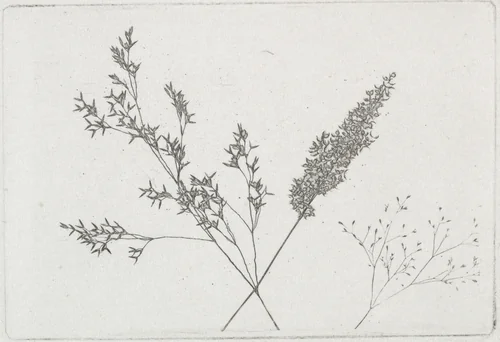 Wheat by William Henry Fox Talbot, photograph, 1854