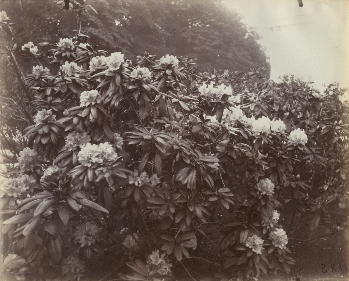 Rhododendrons by Eugène Atget, photograph, 1922