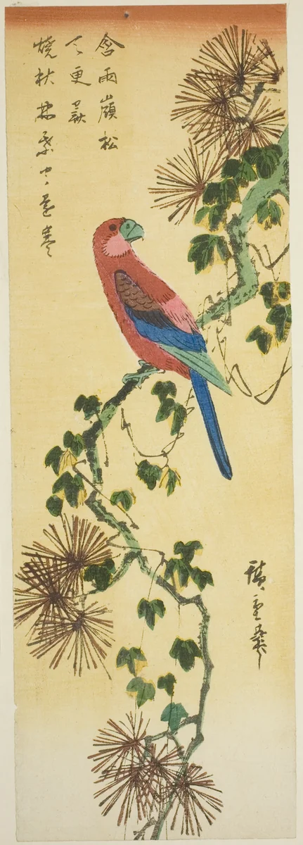 Macaw on ivy-covered pine branch by Utagawa Hiroshige (歌川広重), print